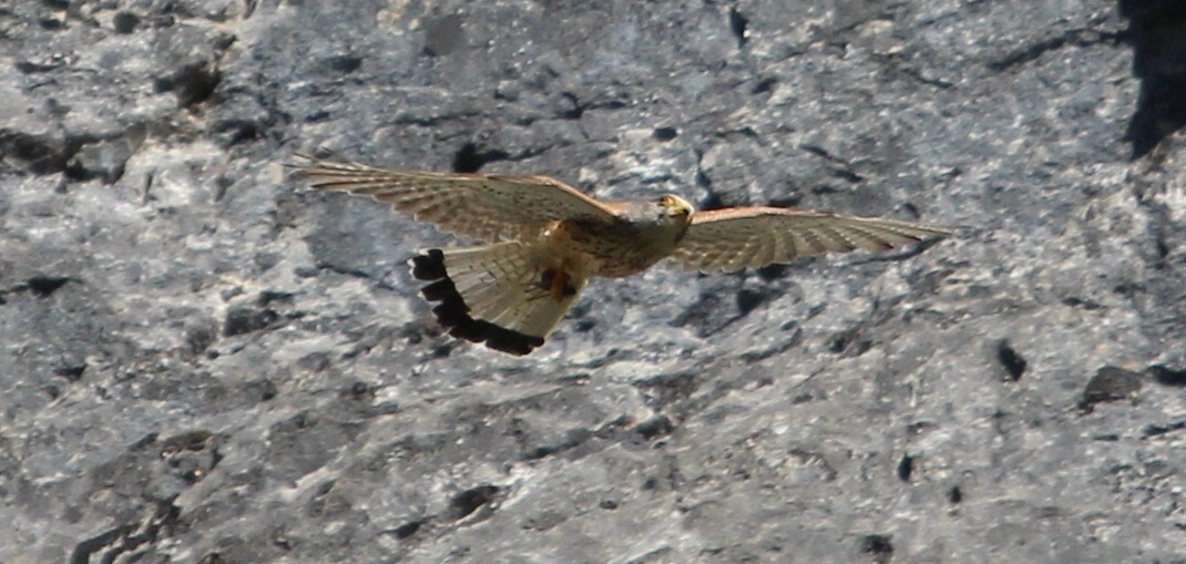 Avifauna humor